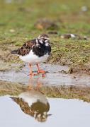 Steinwaelzer - Ruddy Turnstone  (Arenaria interpres)